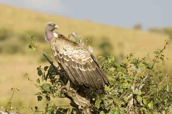 Buitre - reserva nacional de Masai Mara - Kenia 1.jpg